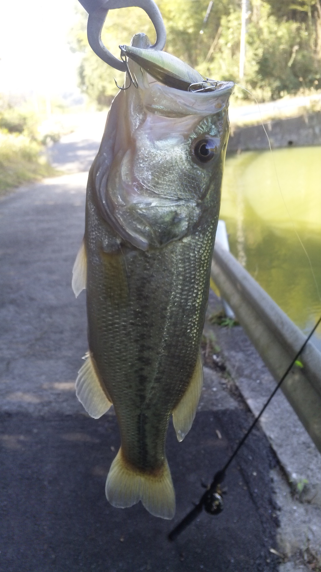 釣果情報。淡路島　バス・太刀魚・シーバス