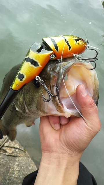 香川県野池釣果情報！！(栗東店)