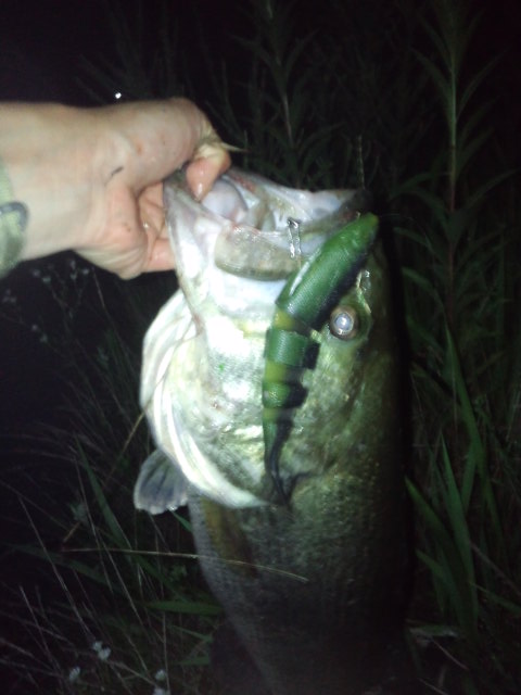 琵琶湖釣果情報! 琵琶湖釣果情報!