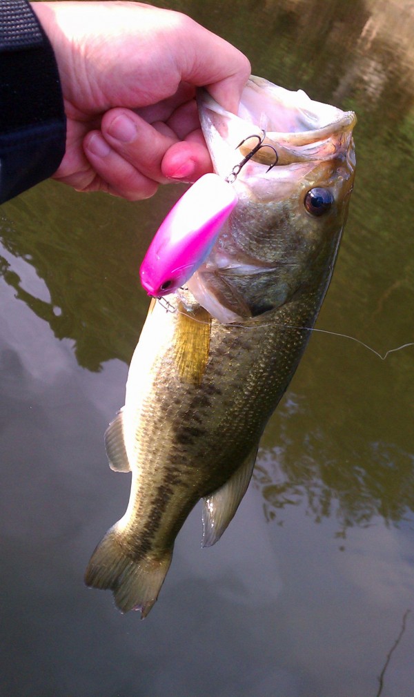 茨木店 釣果報告 IN 野池 茨木店 釣果報告 IN 野池