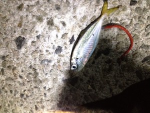 大東店釣果情報!!in淡路島!! 大東店釣果情報!!in淡路島!!