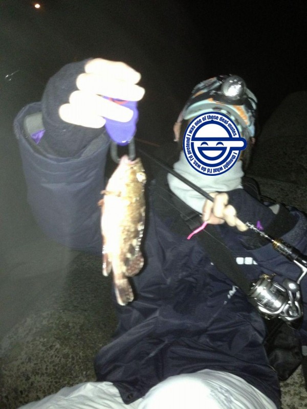 メバル・ガシラ釣果情報！