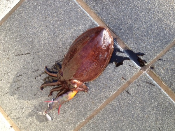 和歌山　釣果情報～ソルト～