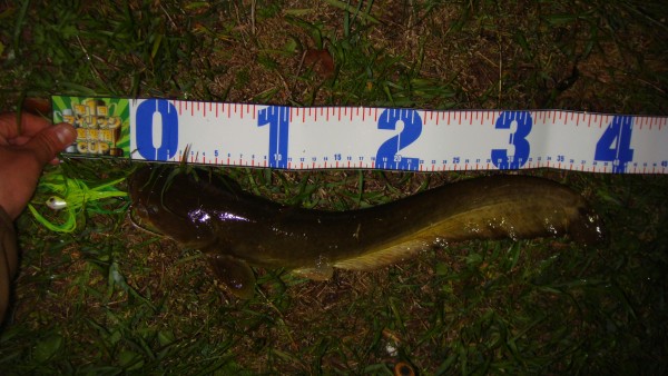 山科店 釣果情報 琵琶湖 山科店 釣果情報 琵琶湖