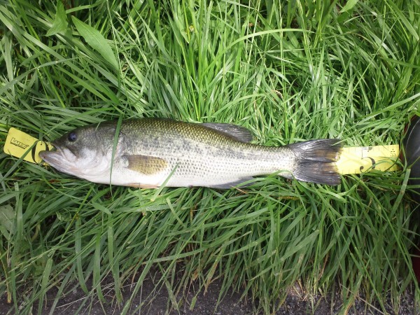 5/8 釣果情報!! in兵庫県 (栗東店) 5/8 釣果情報!! in兵庫県 (栗東店)