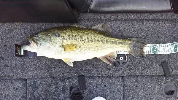 釣果情報 ~ブラックバス 57cm!~ 釣果情報 ~ブラックバス 57cm!~