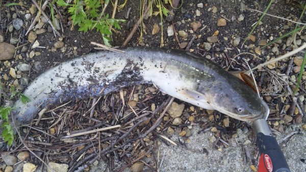 釣果報告 ~ブラックバス・ナマズ~ 釣果報告 ~ブラックバス・ナマズ~