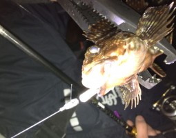 和歌山　釣果情報ヽ(*´∀`)ﾉ　ソルト編　爆釣レベル★★