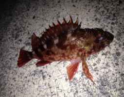 和歌山　釣果情報ヽ(*´∀`)ﾉ　ソルト編　爆釣レベル★★★　