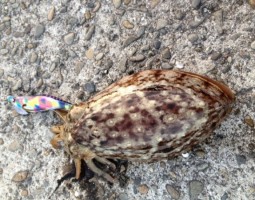 和歌山　釣果情報ヽ(*´∀`)ﾉ　ソルト編　爆釣レベル★★★★