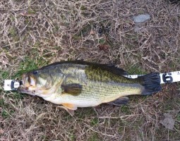 釣果報告　（栗東店）