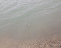 釣果報告　春のオカッパリ偏