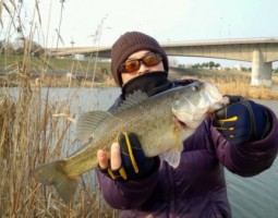 ブラックバス釣果情報（大東店）