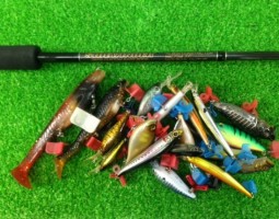 サイドワインダーボアコンストリクター入荷！(栗東店)