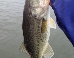 釣果情報~琵琶湖ボート~(豊中店) 釣果情報~琵琶湖ボート~(豊中店)