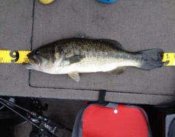 和歌山 釣果情報ヽ(*´∀`)ノ バス編@合川ダム 爆釣レベル★★★★ 和歌山 釣果情報ヽ(*´∀`)ノ バス編@合川ダム 爆釣レベル★★★★