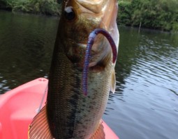 和歌山 釣果情報ヽ(*´∀`)ノ バス編 爆釣レベル★★★★★ 和歌山 釣果情報ヽ(*´∀`)ノ バス編 爆釣レベル★★★★★