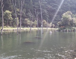 釣果情報 ~道楽箱ロッドでマス釣り~ 釣果情報 ~道楽箱ロッドでマス釣り~