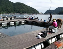 釣果情報　～福井県三方五湖にて海上釣堀～