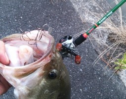 釣果情報 ~淡路島おかっぱり~ 爆釣!!(豊中店) 釣果情報 ~淡路島おかっぱり~ 爆釣!!(豊中店)