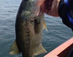 釣果情報~琵琶湖ボート~(豊中店) 釣果情報~琵琶湖ボート~(豊中店)