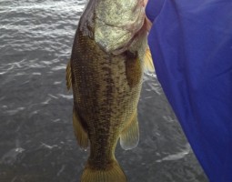 釣果情報~琵琶湖ボート~(豊中店) 釣果情報~琵琶湖ボート~(豊中店)