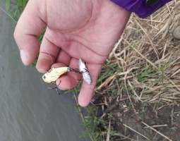 釣果情報～堺野池釣行そのニ～（豊中店）