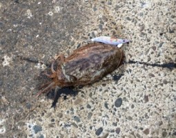 和歌山 釣果情報ヽ(*´∀`)ノ ソルト編 爆釣レベル★★★★ 和歌山 釣果情報ヽ(*´∀`)ノ ソルト編 爆釣レベル★★★★