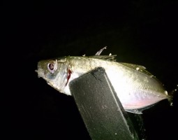 和歌山　釣果情報　アジング