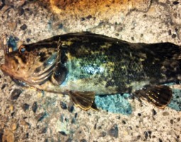 大阪釣果情報(^.^)/　タケノコメバル　堺南店！！