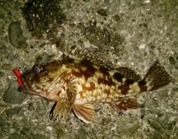 仕事終わりにガシラ!! 仕事終わりにガシラ!!