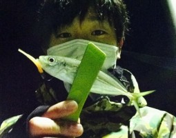 和歌山　釣果情報ヽ(*´∀`)ﾉ　ソルト編　爆釣レベル★★★★