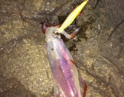 デカアオリイカを求め…串本へ! (塩屋店) デカアオリイカを求め…串本へ! (塩屋店)