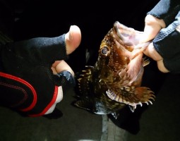 メバルシーズン到来!! メバルシーズン到来!!