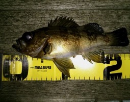 釣果情報 メバル 釣果情報 メバル