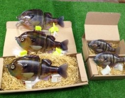 ブルドーズ、ブルシューター、ミニブルシューター入荷です!! 山科店 ブルドーズ、ブルシューター、ミニブルシューター入荷です!! 山科店