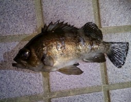 釣果情報 シーバス メバル 釣果情報 シーバス メバル