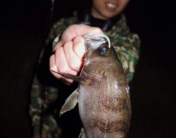 和歌山 釣果情報ヽ(*´∀`)ノ ソルト編-五目釣り?- 爆釣レベル★★★★ 和歌山 釣果情報ヽ(*´∀`)ノ ソルト編-五目釣り?- 爆釣レベル★★★★