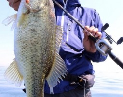 釣果情報~琵琶湖ボート~(豊中店) 釣果情報~琵琶湖ボート~(豊中店)