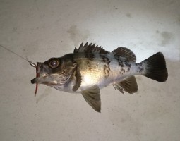 釣果情報 メバル 釣果情報 メバル