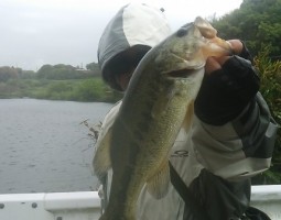 釣果報告 兵庫県の野池 ~A・RA・SHI~ (豊中店) 釣果報告 兵庫県の野池 ~A・RA・SHI~ (豊中店)