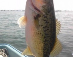 琵琶湖釣果情報 (ボート) 大東店 琵琶湖釣果情報 (ボート) 大東店