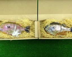 ブルシューターラトルタイプ/トップロッド/ポセイドン/エクスプローダー（豊中店）