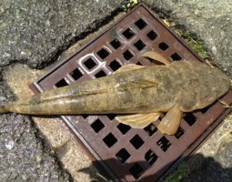 和歌山釣果情報 和歌山釣果情報