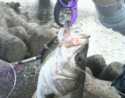 シーバス釣果情報（幕張店）