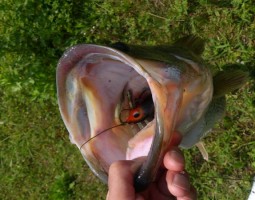 釣果情報! 栗東店 釣果情報! 栗東店