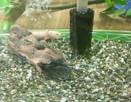 NEWメンバー仲間入り (豊中店) NEWメンバー仲間入り (豊中店)