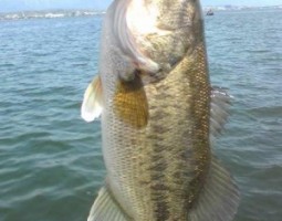 琵琶湖釣果情報(ボート) 大東店 琵琶湖釣果情報(ボート) 大東店