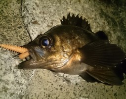 和歌山店釣果情報 メバル 和歌山店釣果情報 メバル