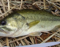 和歌山野池釣果情報 (塩屋店) 和歌山野池釣果情報 (塩屋店)